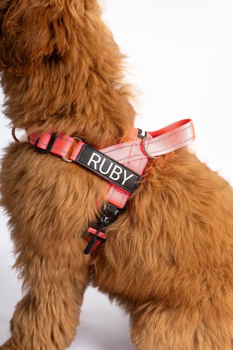 Personalised Name Tags - Barkee