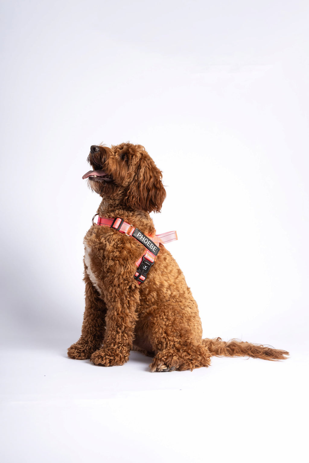 The Barkee Harness