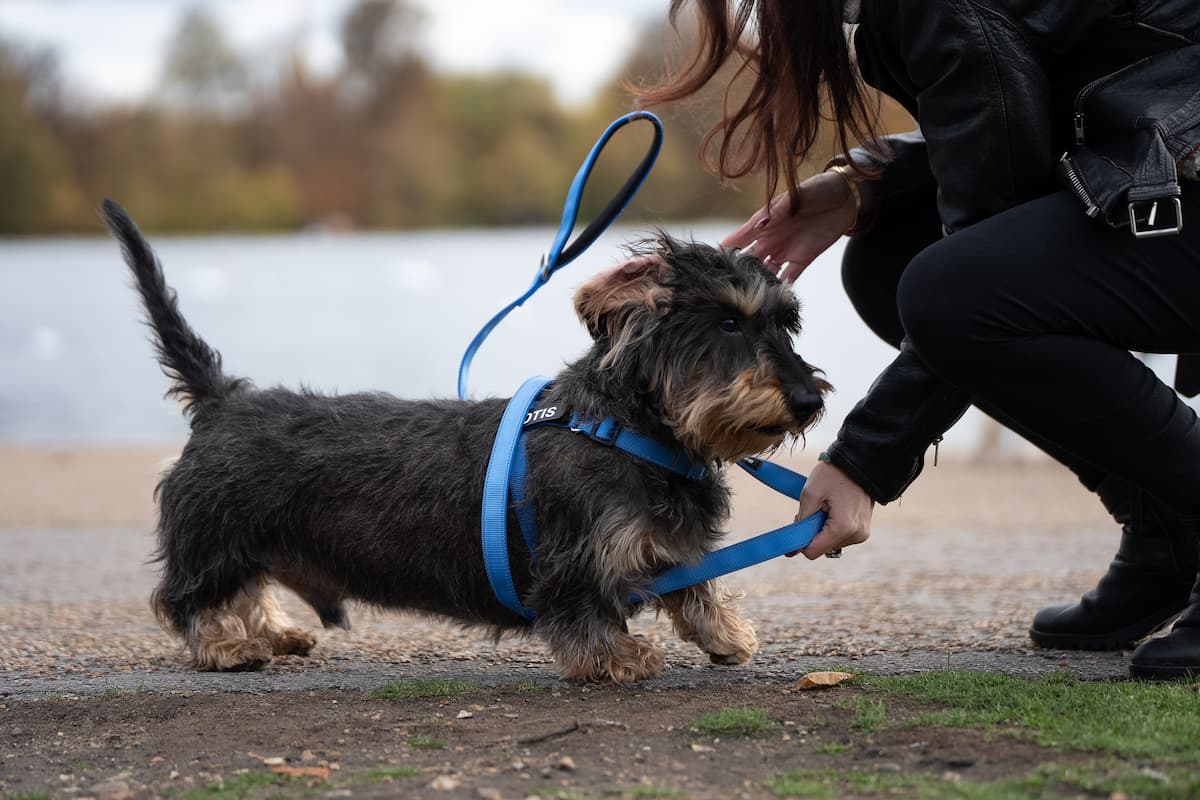 Barkee No - Pull Harness - Barkee