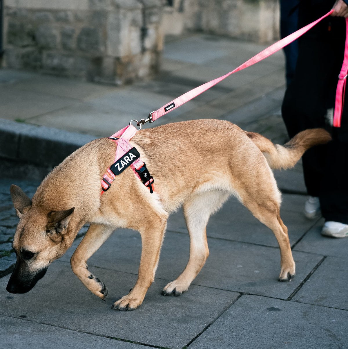 The Barkee Harness