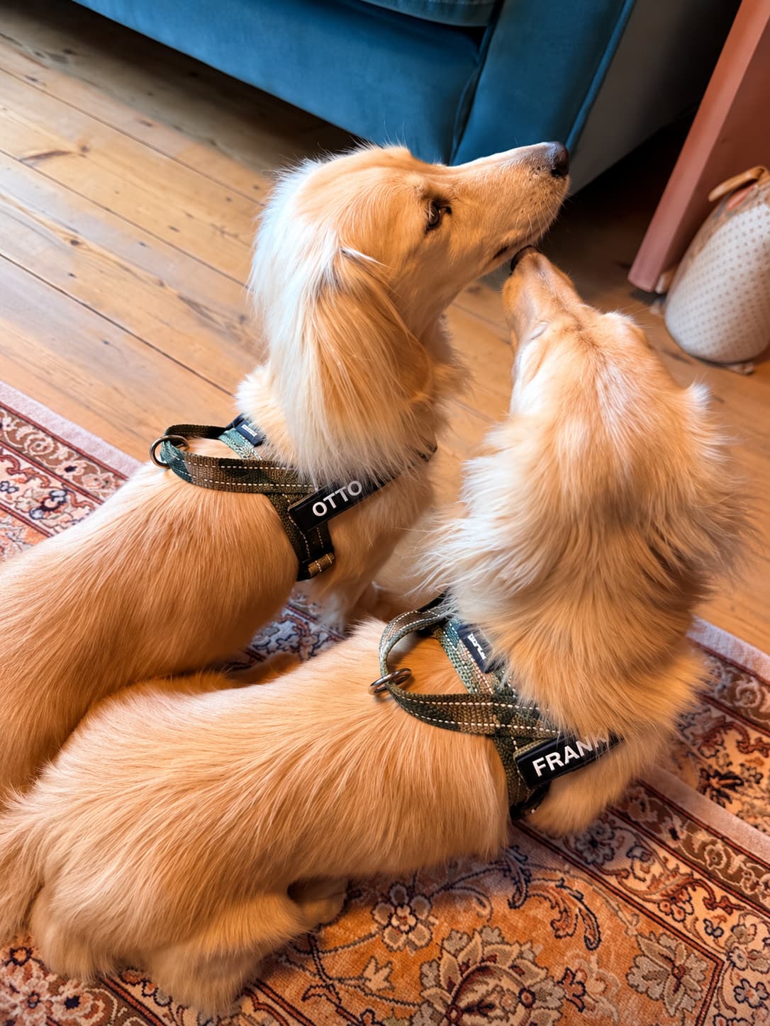 The Barkee Harness
